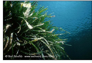Extraordinary flowering of the oceanic posidonia