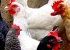La gripe aviar amenaza la salud humana