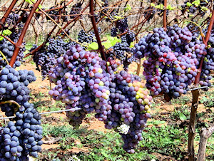 Visitas y degustacin de vinos en Sa Cova